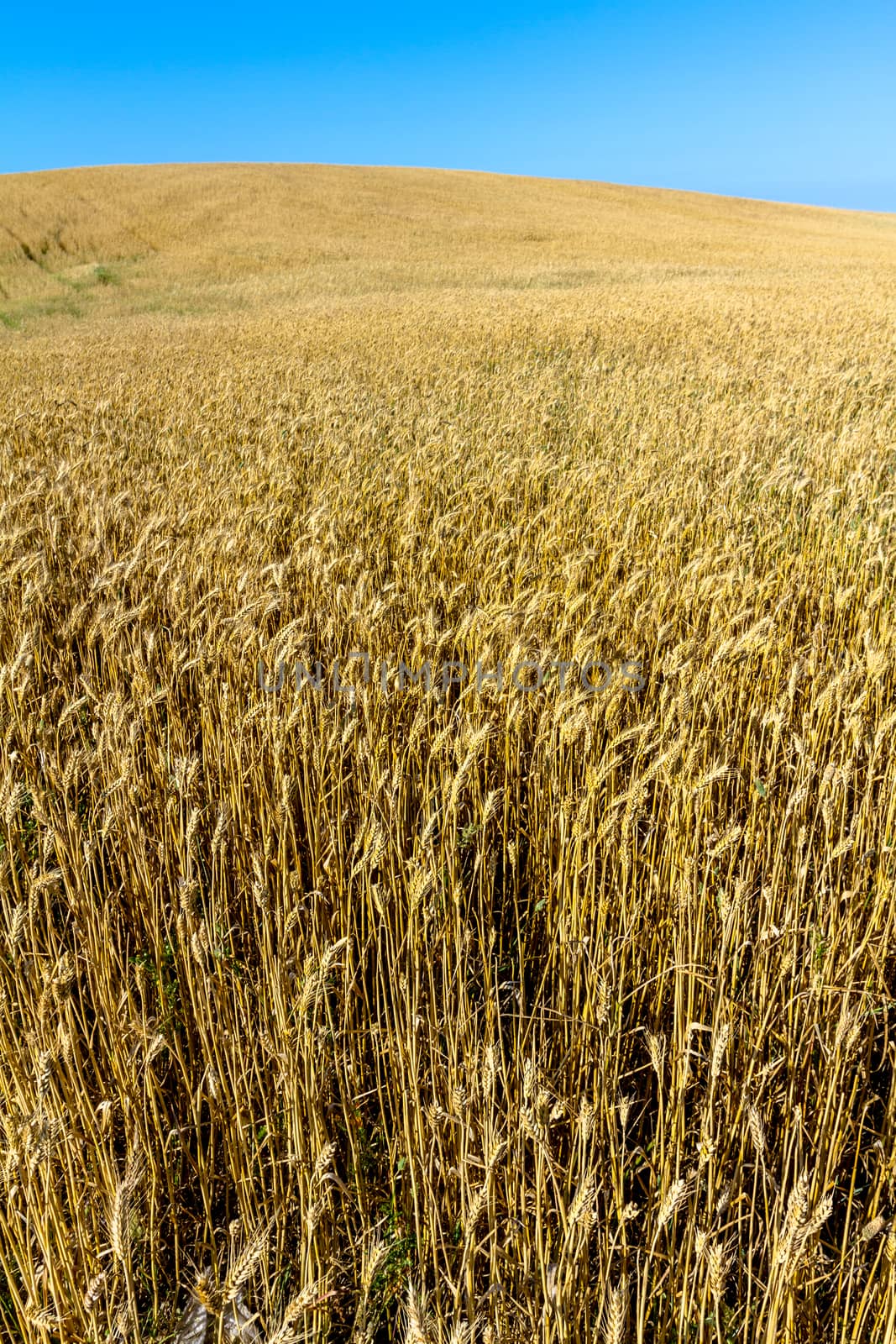 Field of wheat with a beautiful blue sky on Puerto Real, Cadiz, Spain