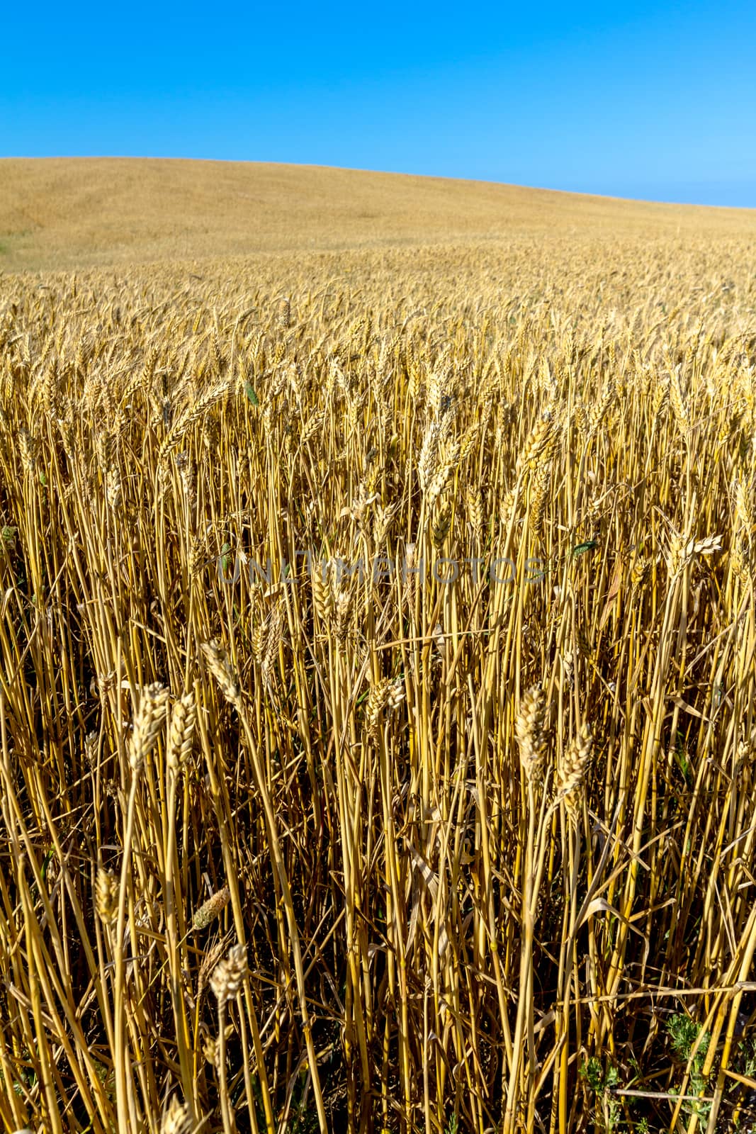 Field of wheat with a beautiful blue sky on Puerto Real, Cadiz, Spain