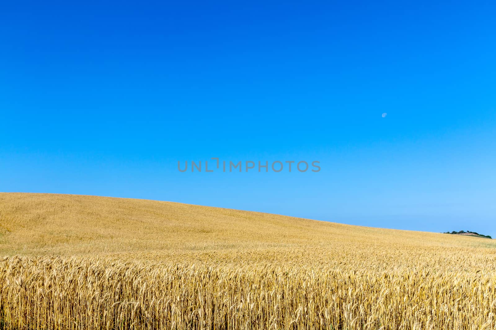 Field of wheat with a beautiful blue sky on Puerto Real, Cadiz, Spain