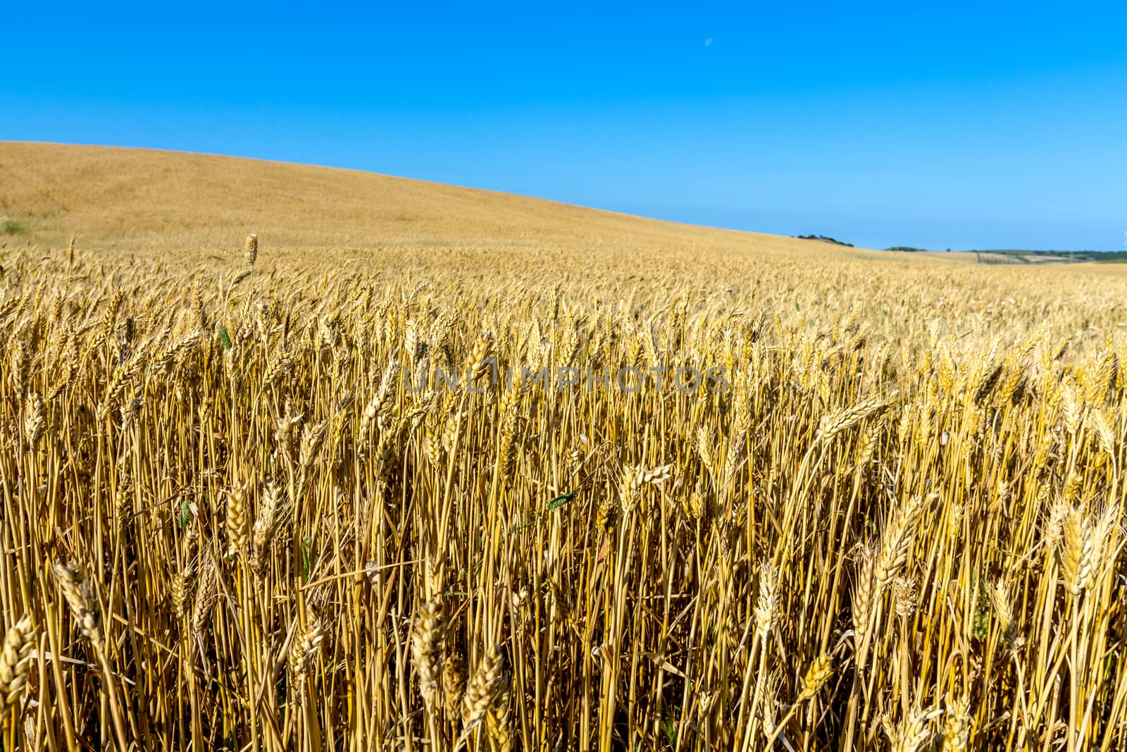Field of wheat with a beautiful blue sky on Puerto Real, Cadiz, Spain