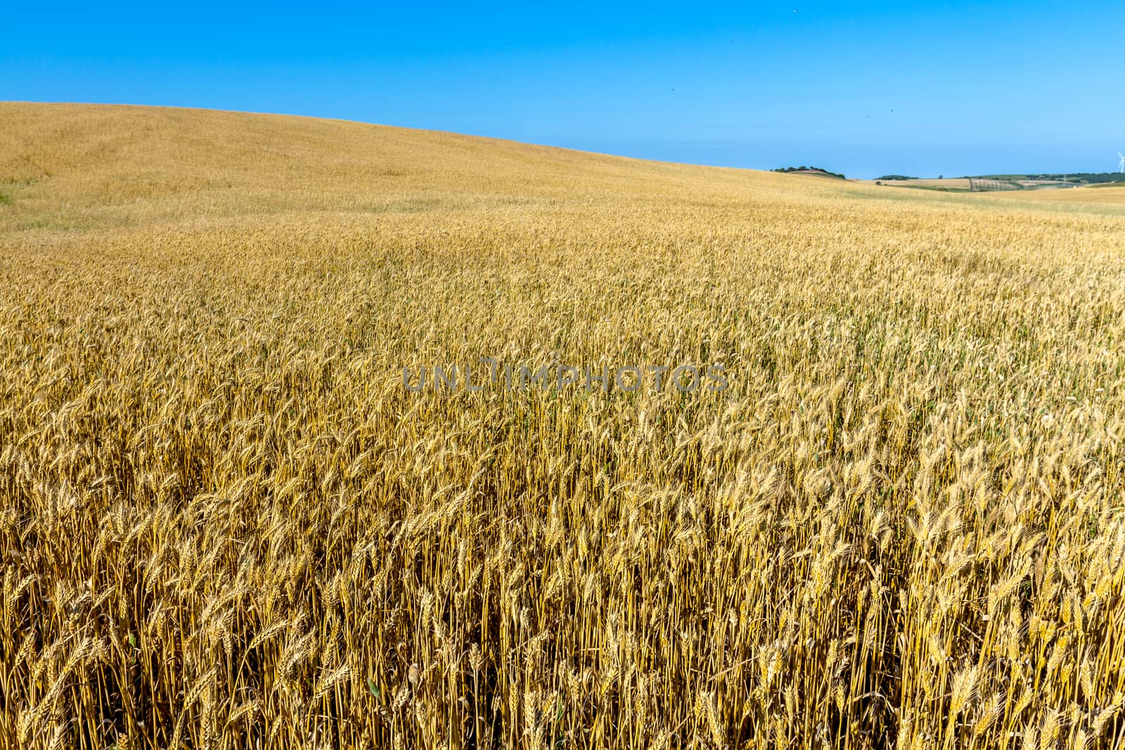 Field of wheat with a beautiful blue sky on Puerto Real, Cadiz, Spain