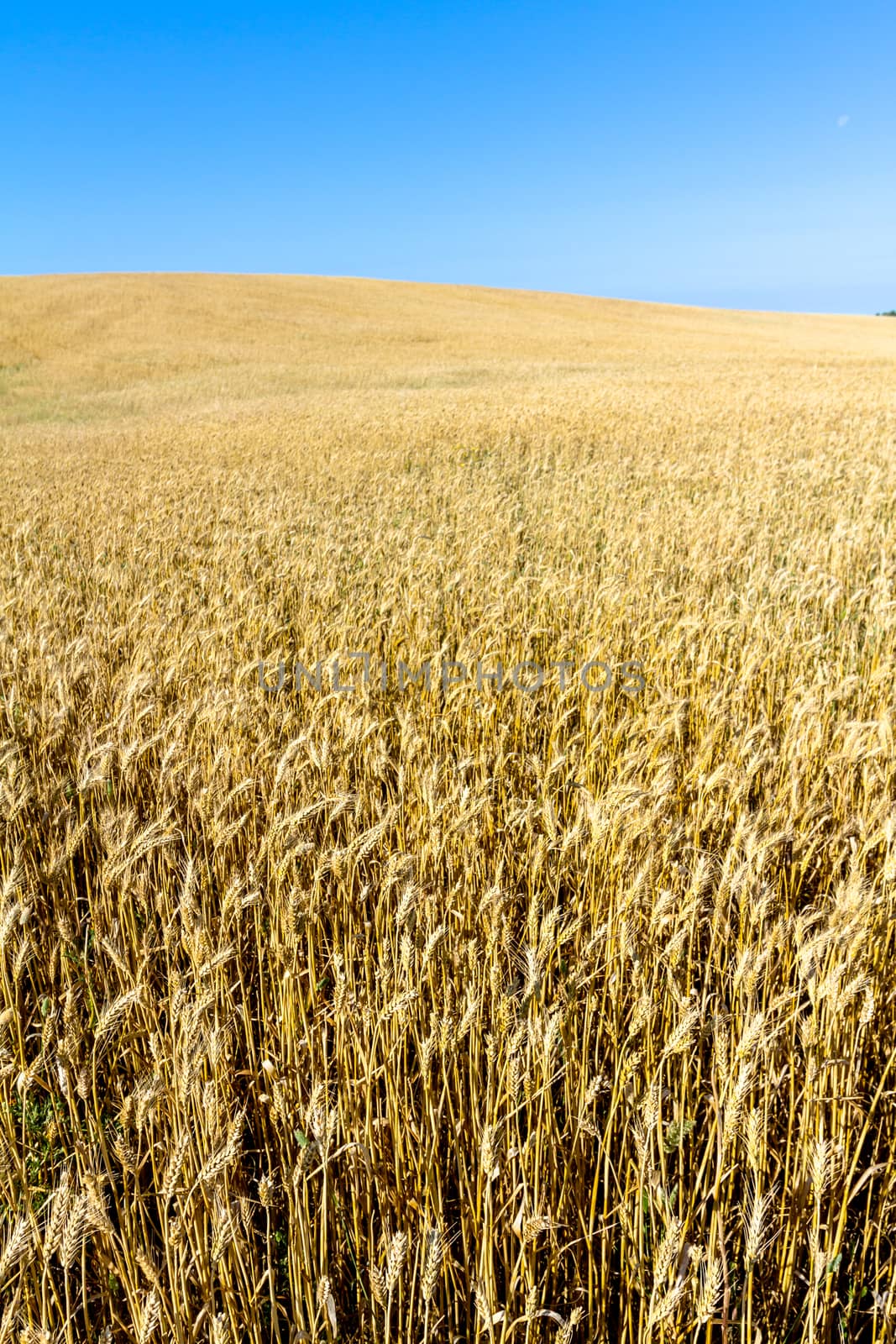 Field of wheat with a beautiful blue sky on Puerto Real, Cadiz, Spain
