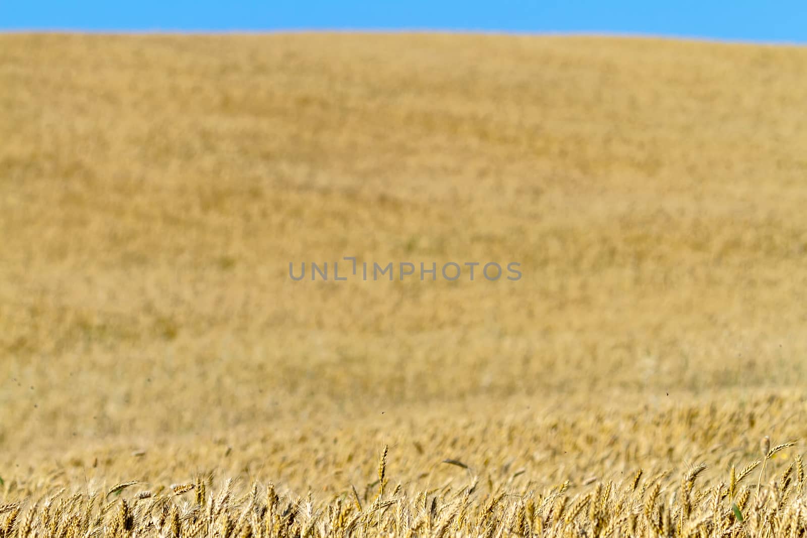 Field of wheat with a beautiful blue sky on Puerto Real, Cadiz, Spain