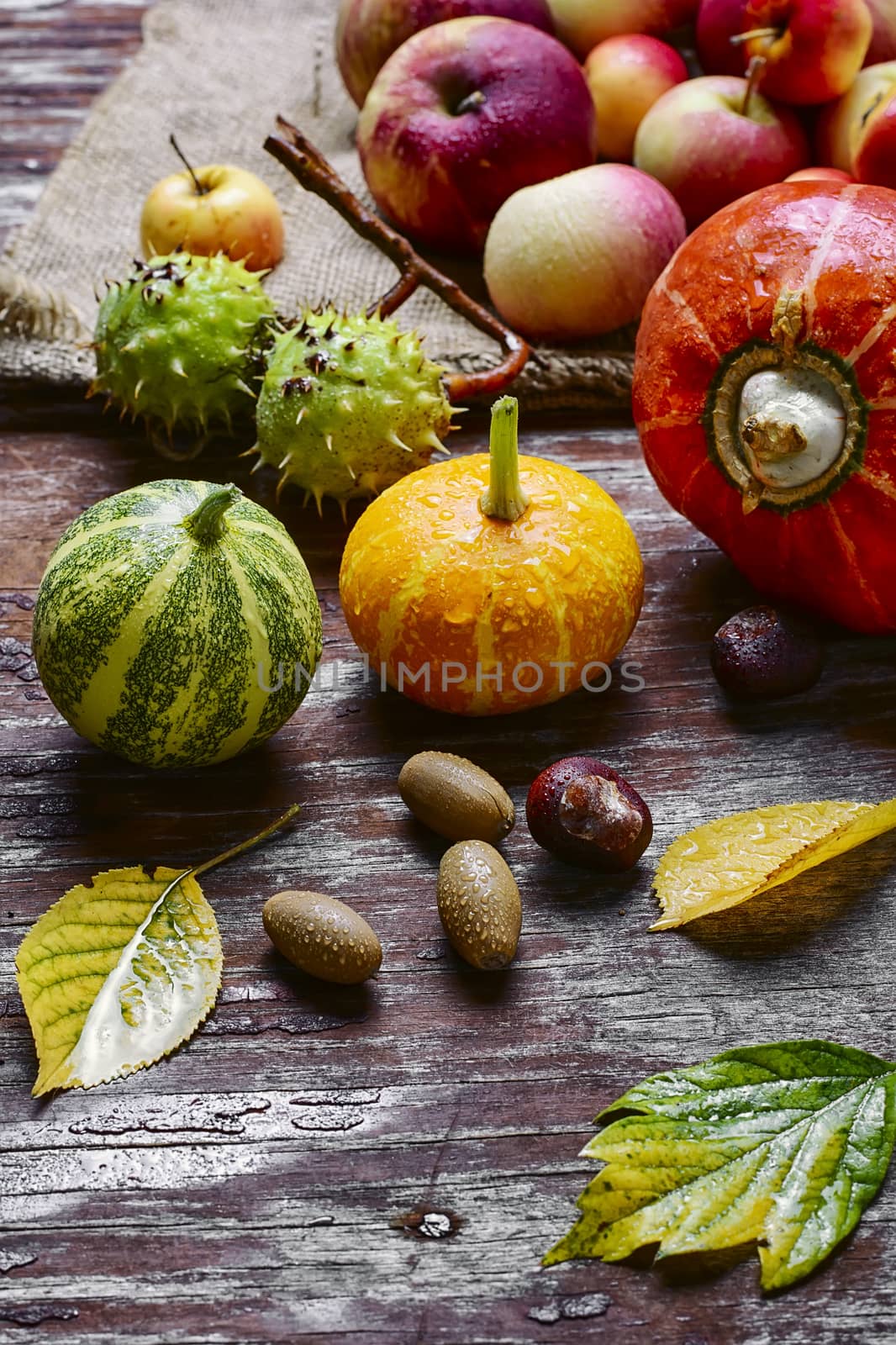 Decorative autumn mini pumpkins and autumn apples