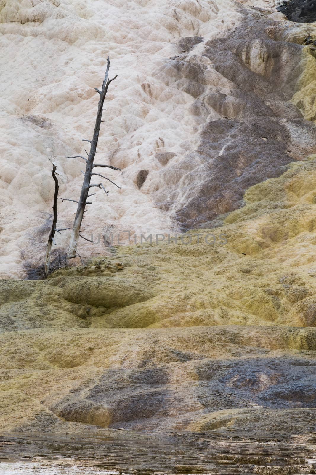 Dead trees in the mineral deposits of Mammoth Hot Springs.