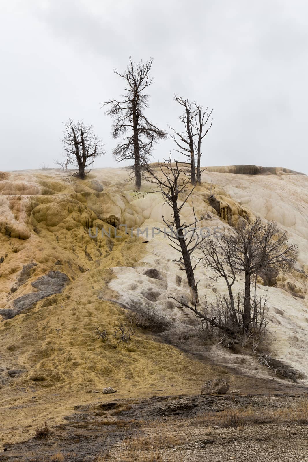 Several dead trees at Mammoth Hot Springs.