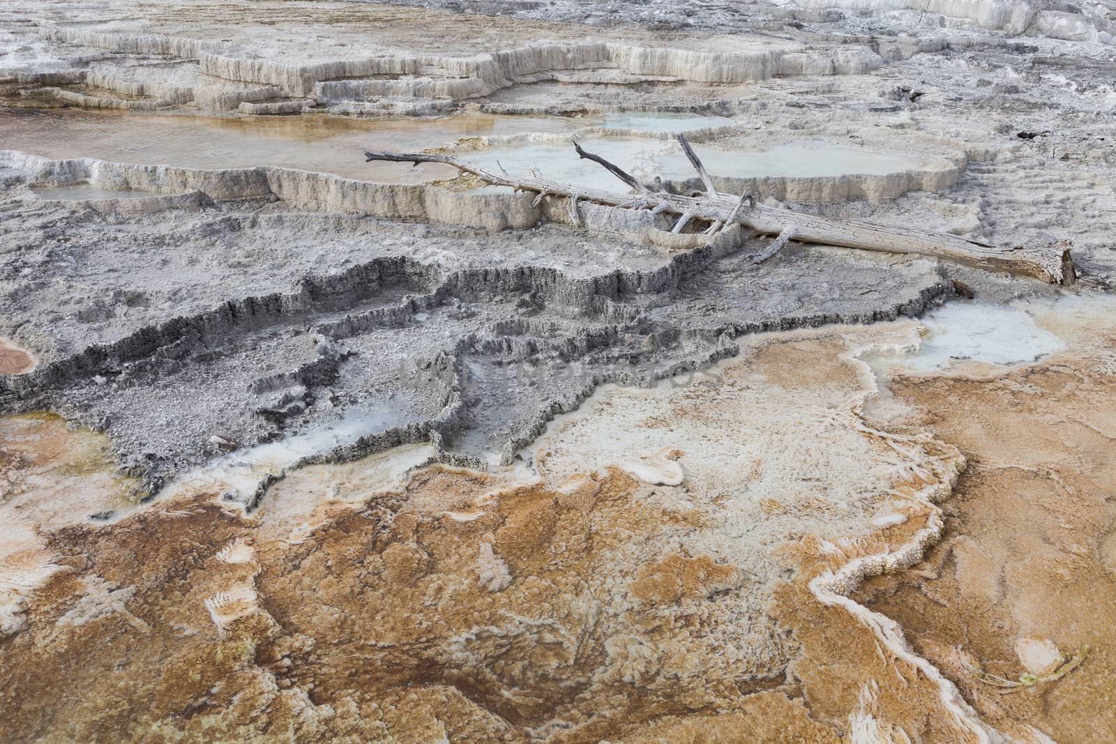 A dead tree lies on some terraces at Mammoth Hot Springs.