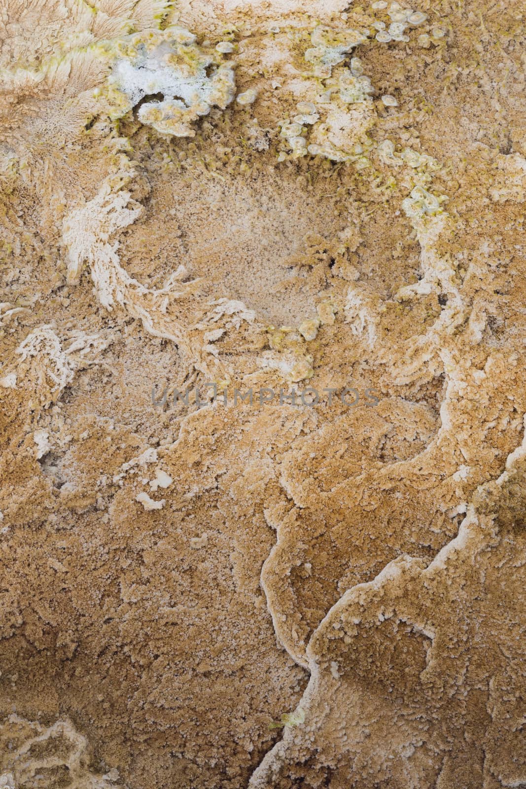 Closeup of bacteria and minerals at Mammoth Hot Springs.