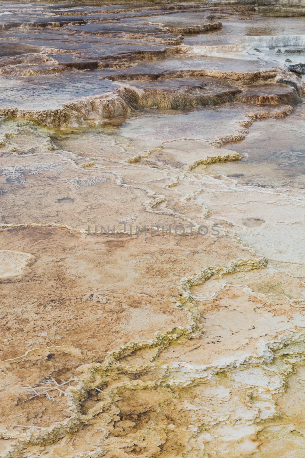 Closeup of bacteria and minerals at Mammoth Hot Springs.