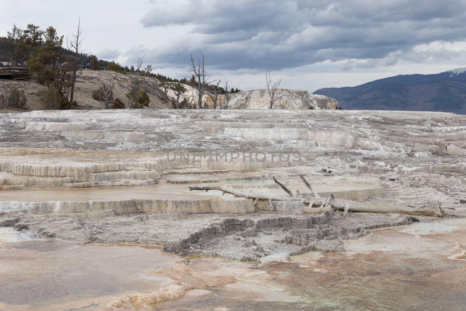 Dead tree seen at Mammoth Hot Springs.