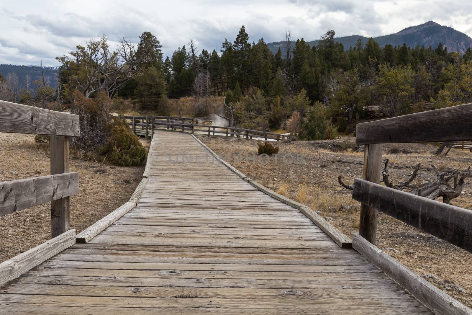 Looking down a boardwalk at Mammoth Hot Springs.