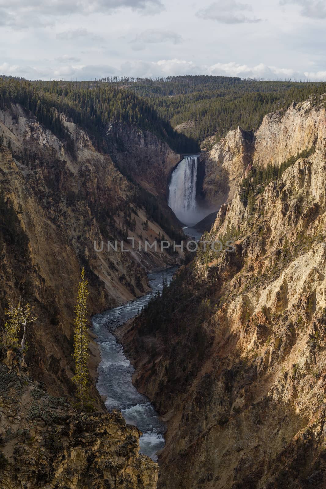 Looking out at the Lower Falls of the Grand Canyon of Yellowstone from Artist Point on the South Rim.