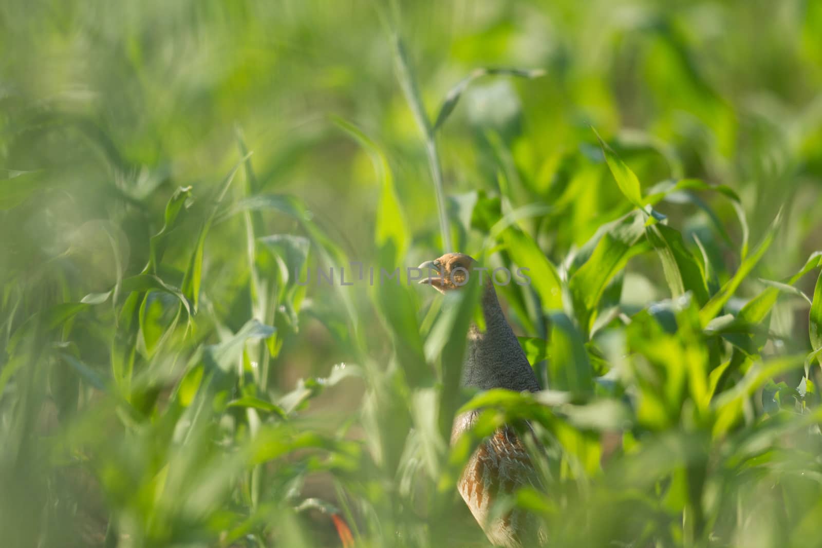 agricultural field, nature and agriculture farming series