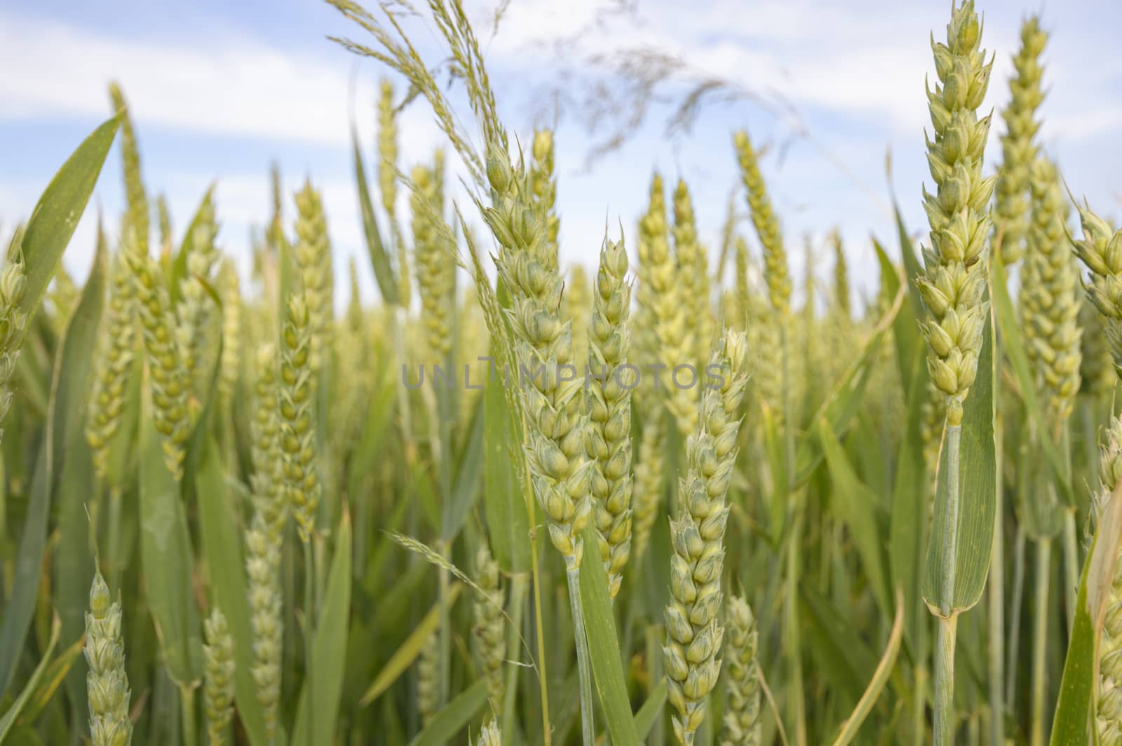 agricultural field, nature and agriculture farming series