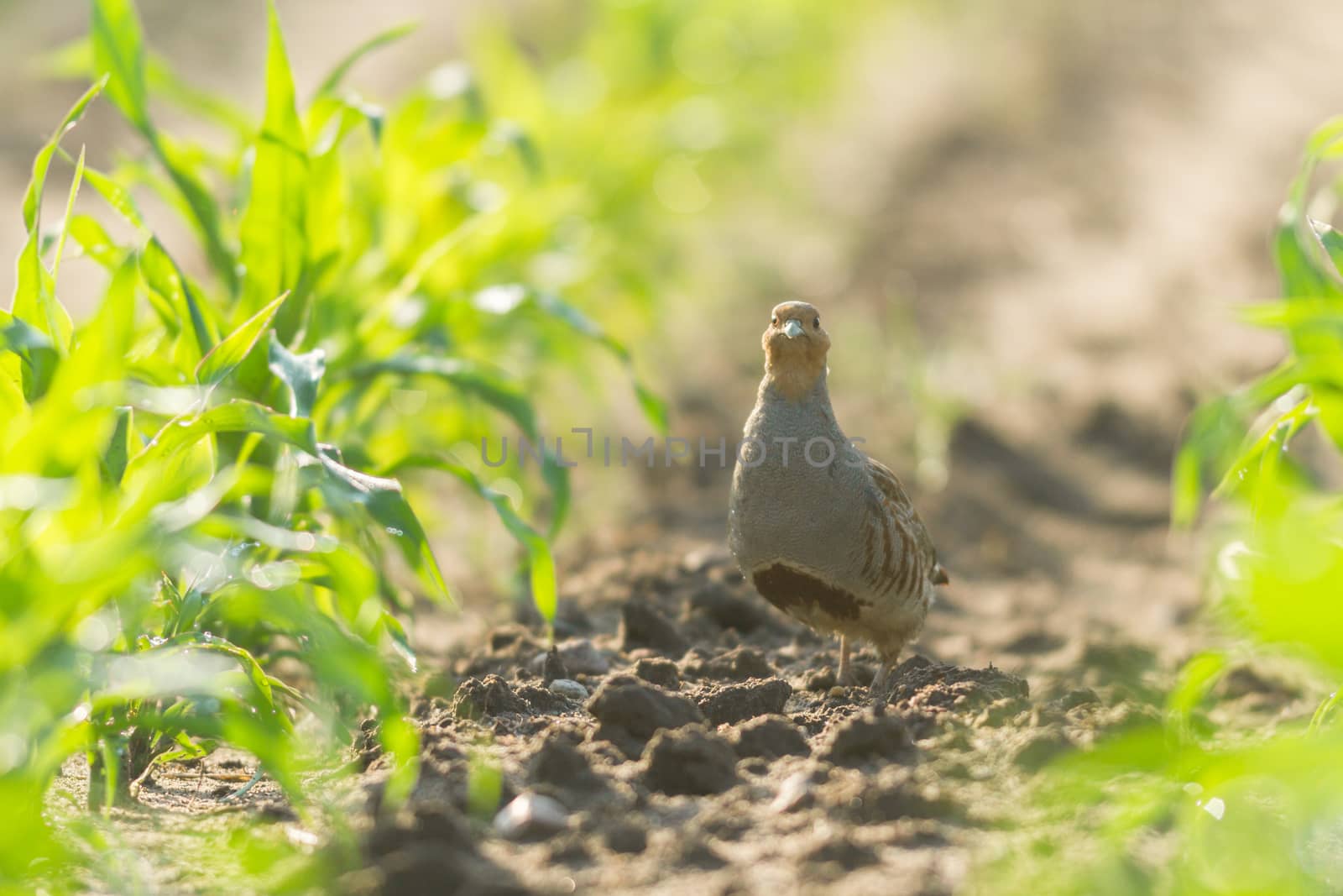 agricultural field, nature and agriculture farming series