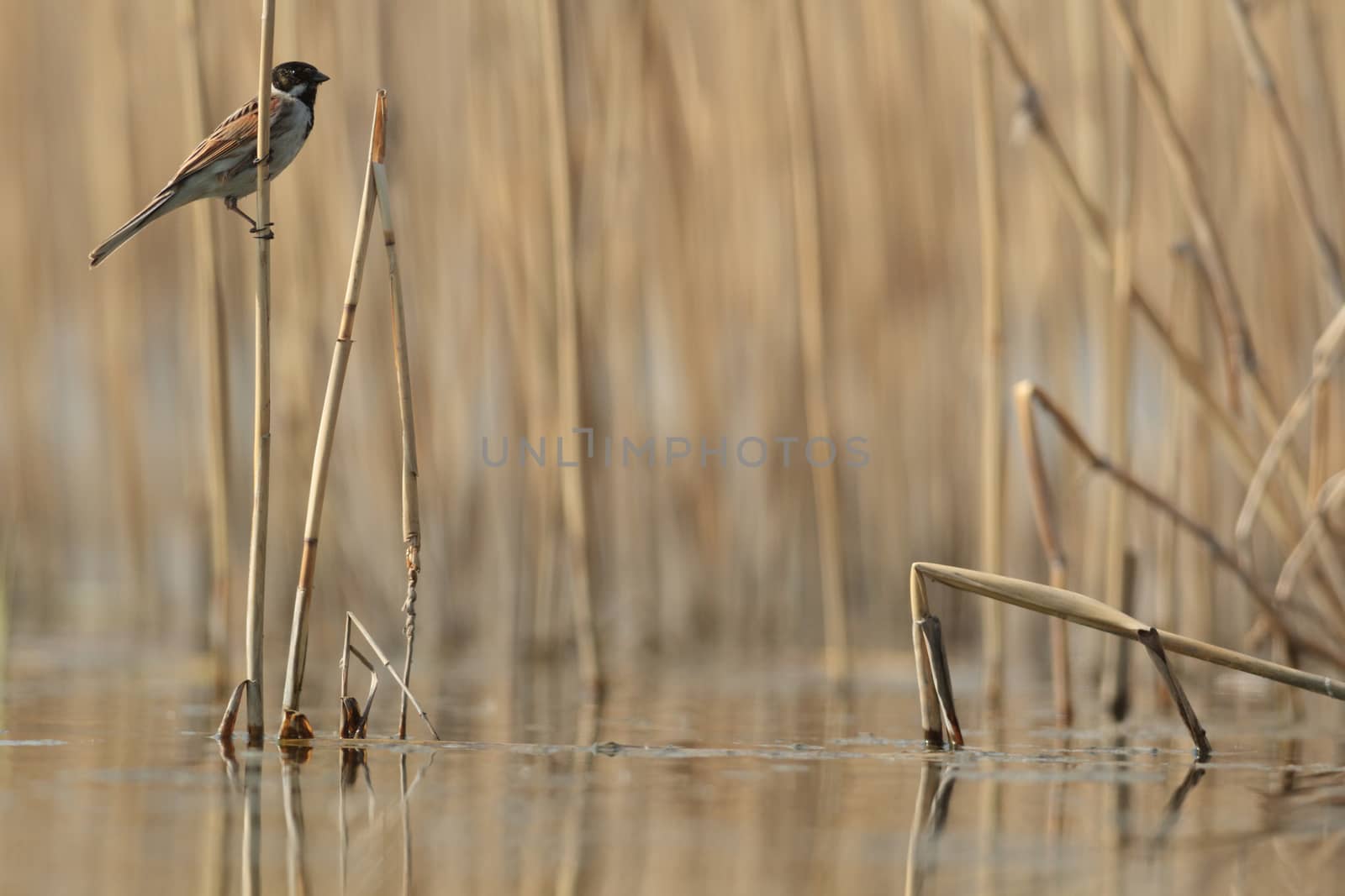 wild bird in natural habitat, nature series