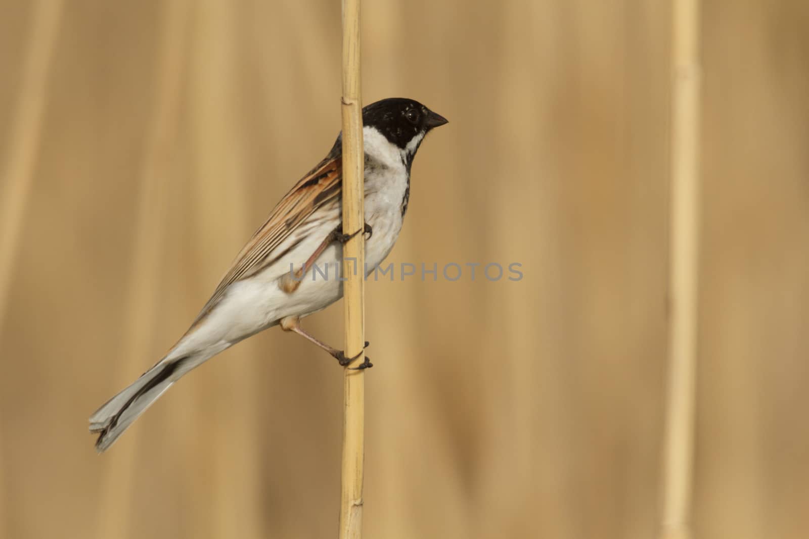 wild bird in natural habitat, nature series