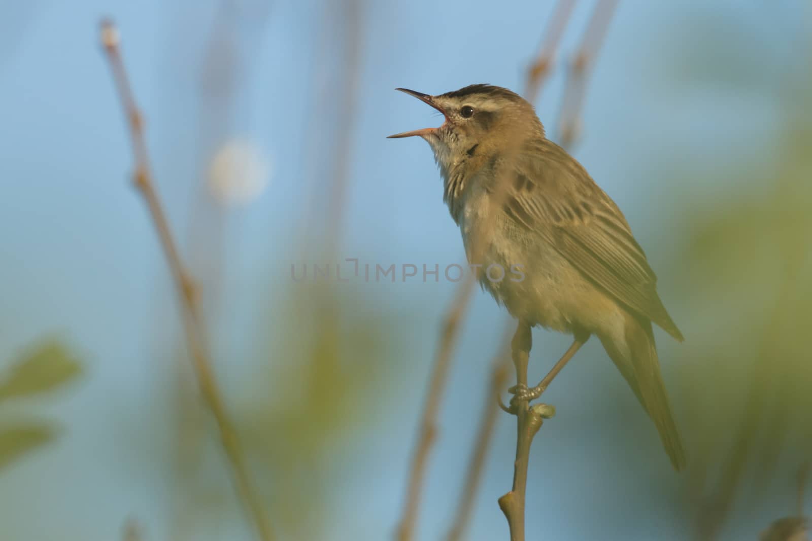 wild bird in natural habitat, nature series