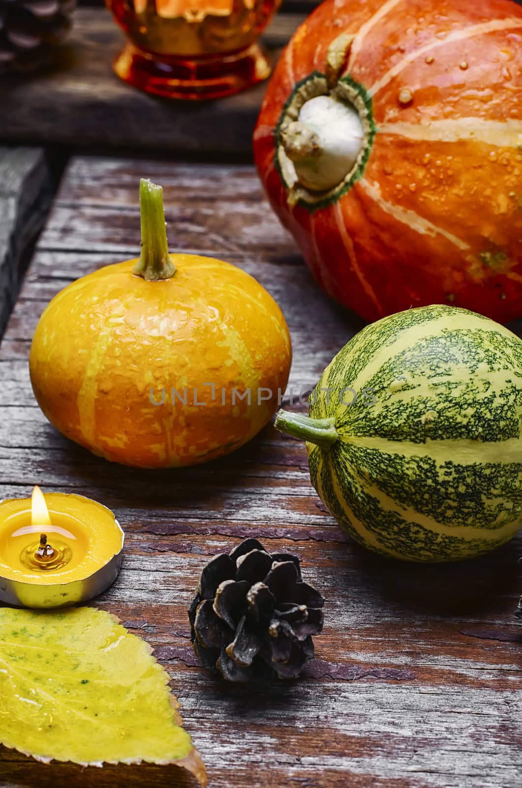Decorative autumn mini pumpkins and candle