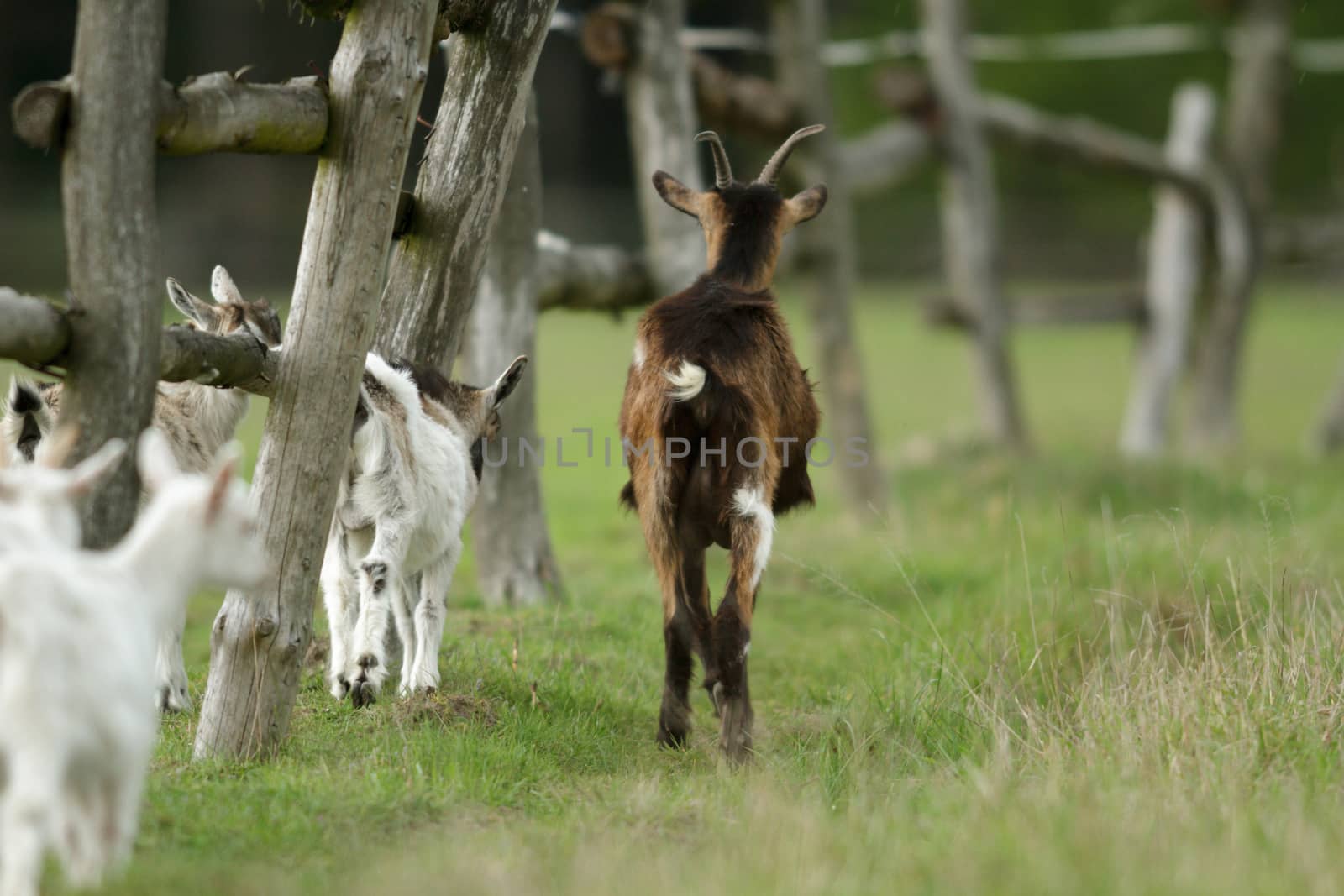 goat on summer pasture, nature series