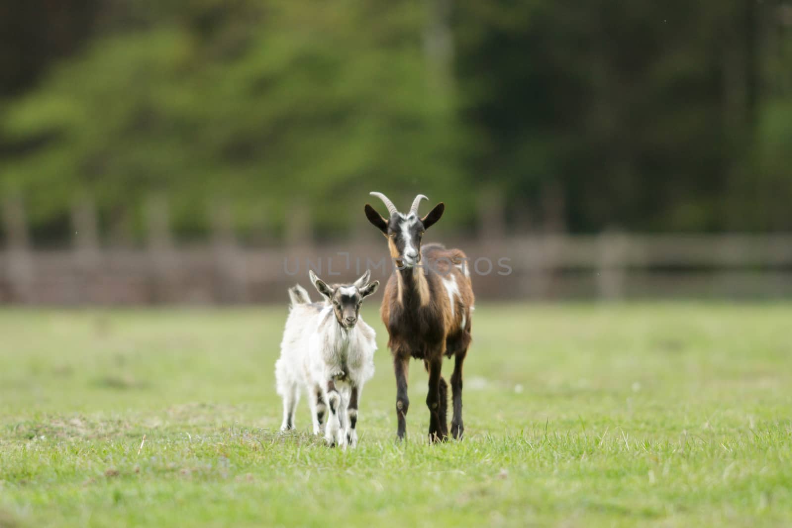 goat on summer pasture, nature series