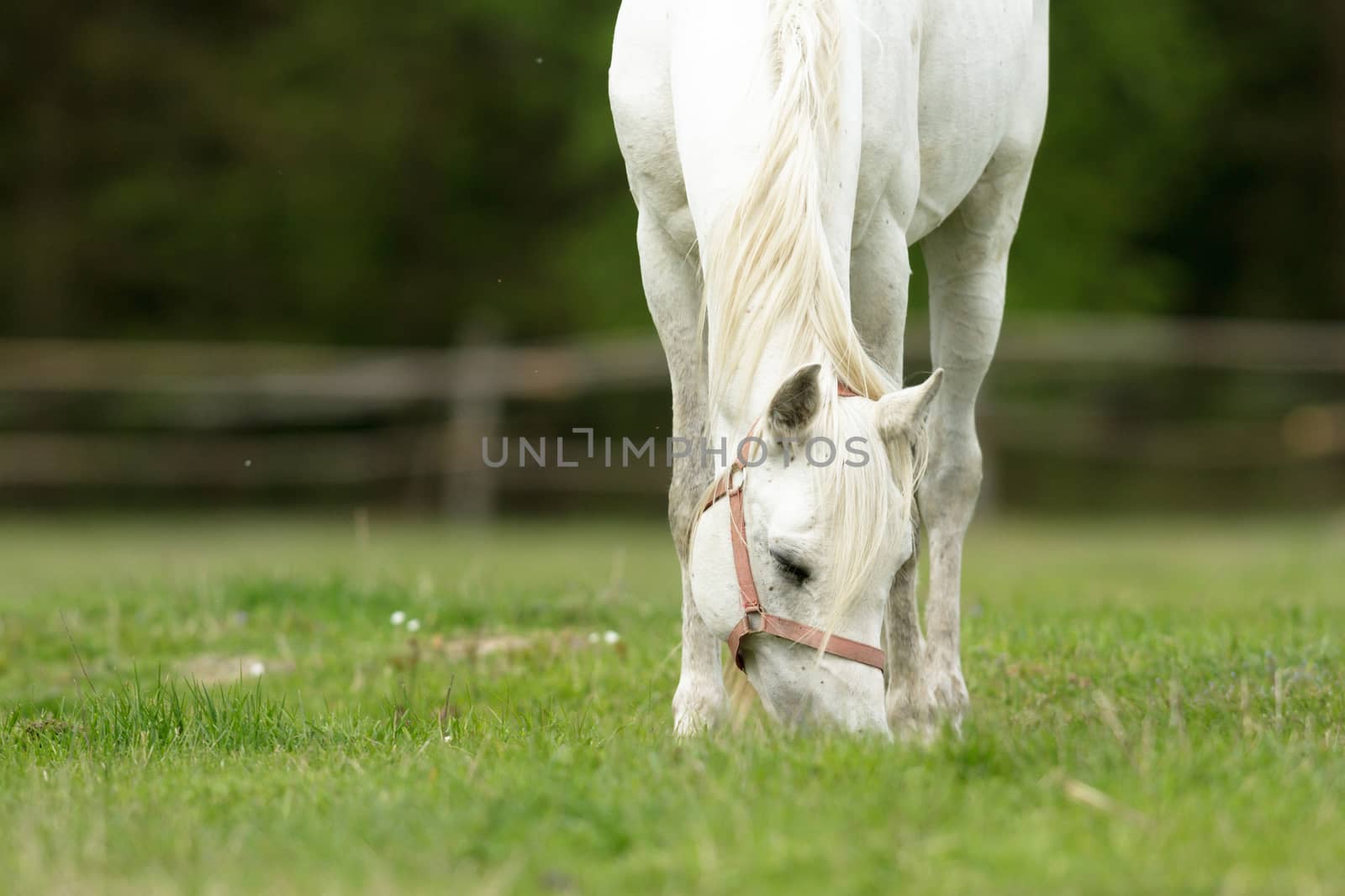 horse in a field, farm animals, nature series