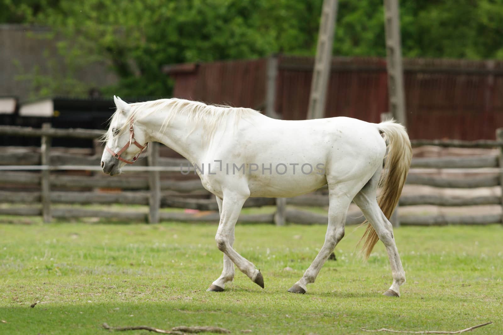 horse in a field, farm animals, nature series