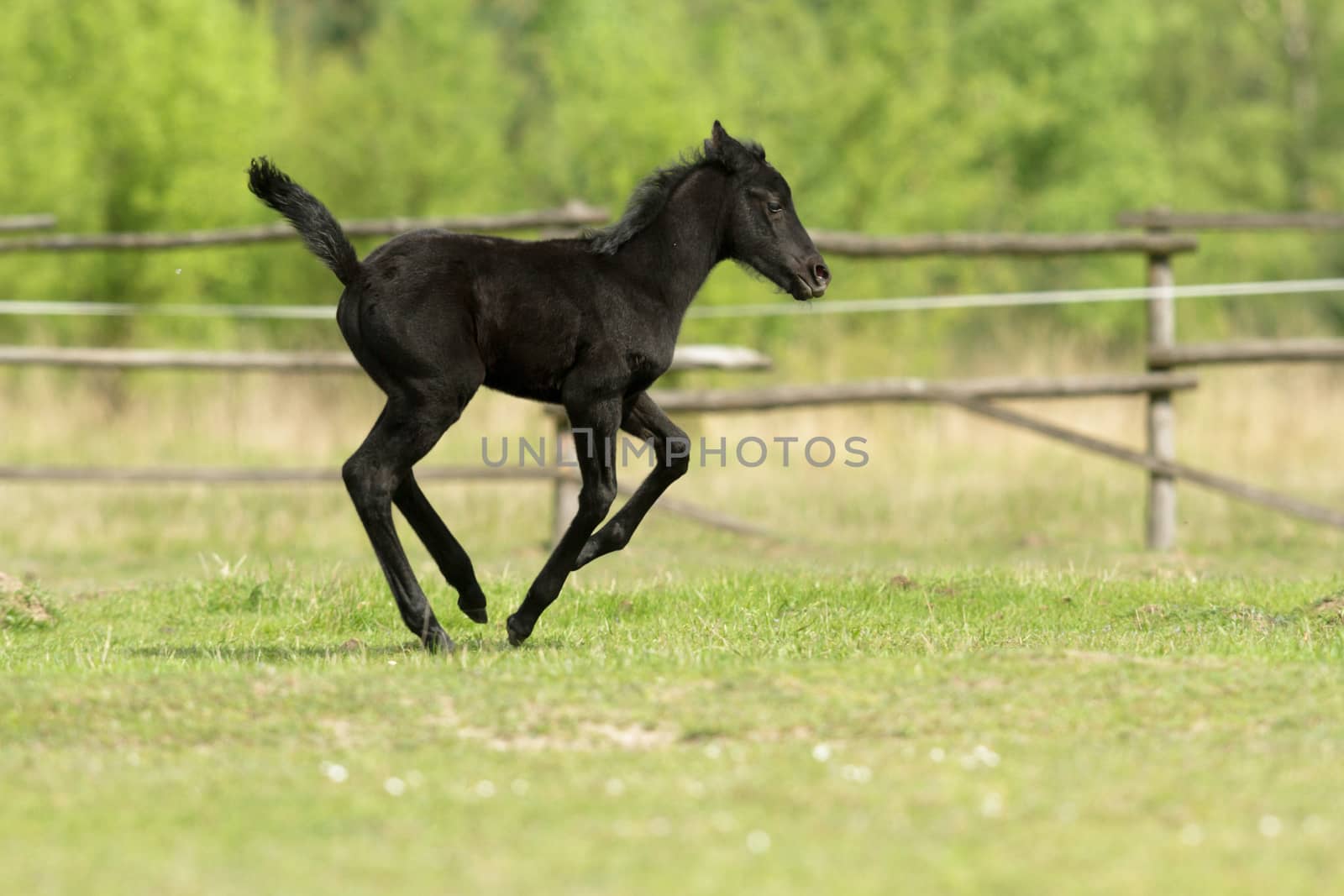 horse in a field, farm animals, nature series