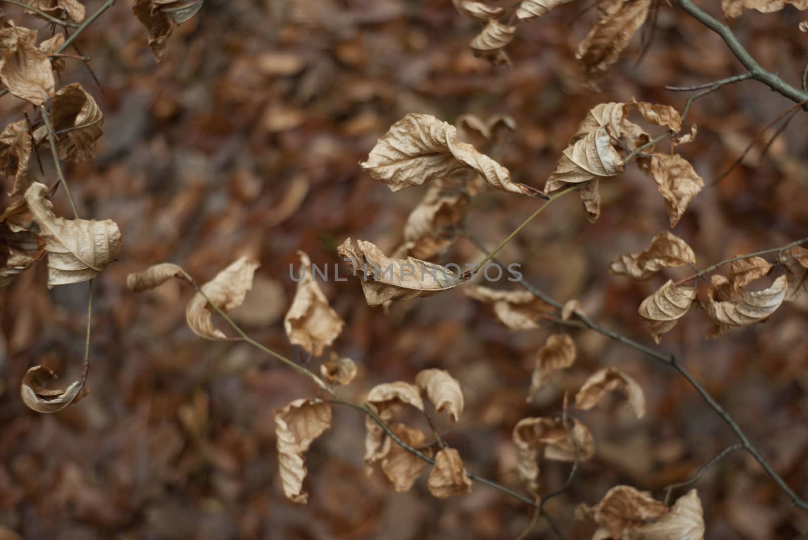 natural background with colored leaves, nature series