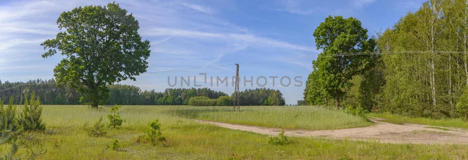 natural green colorful rural meadow, nature series