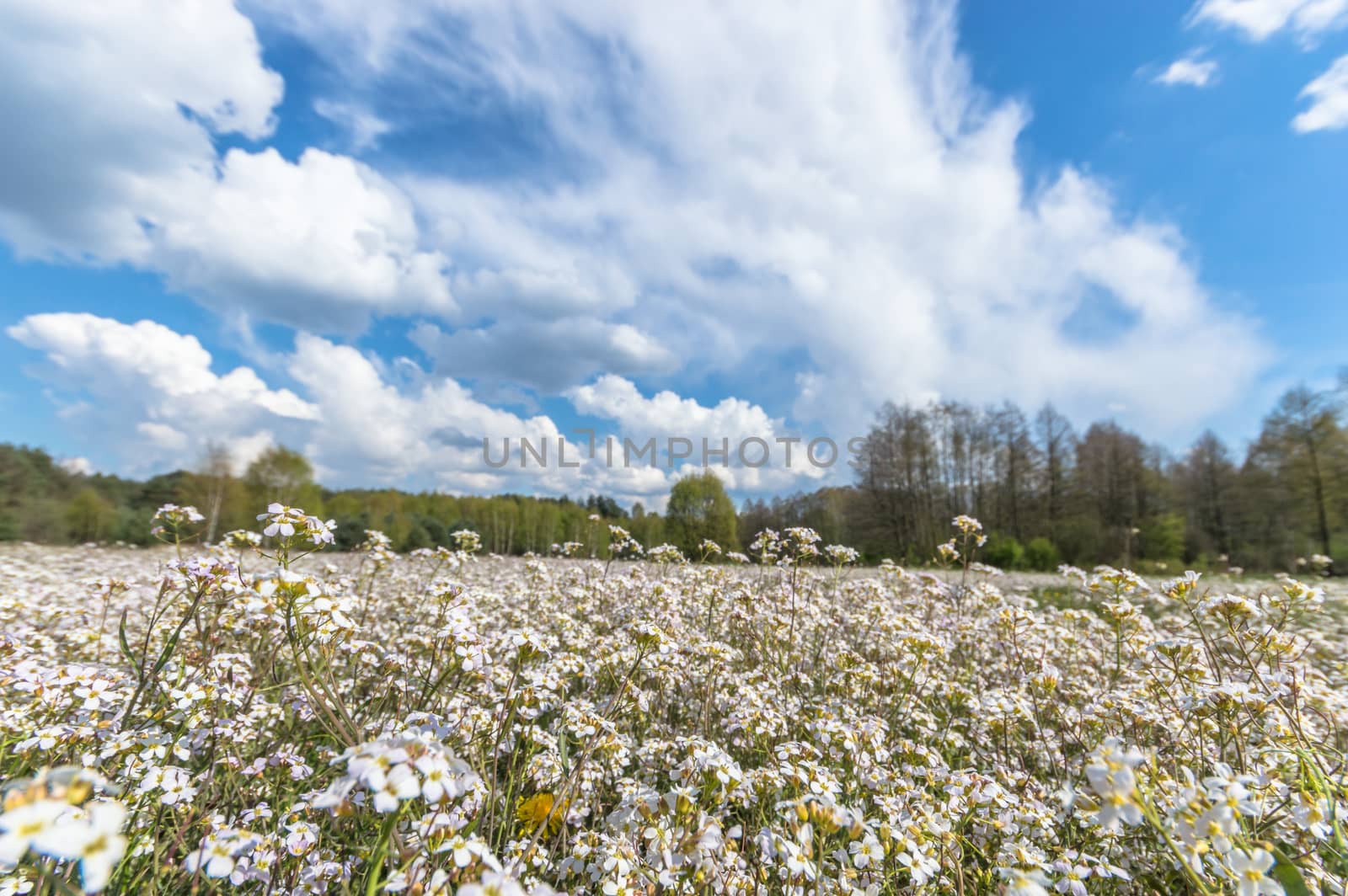 natural green colorful rural meadow, nature series