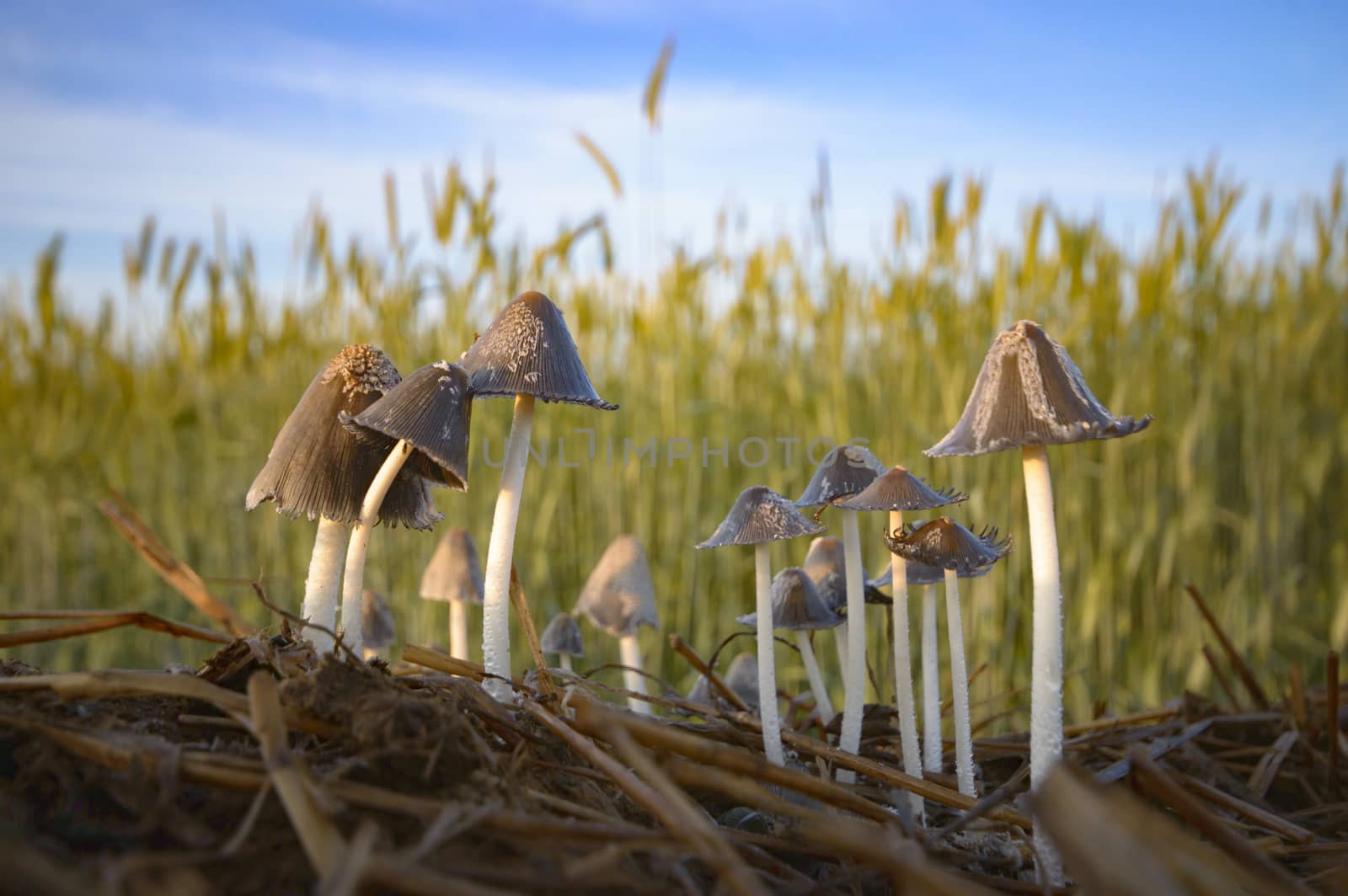 forest mushroom after longtime rain, nature series