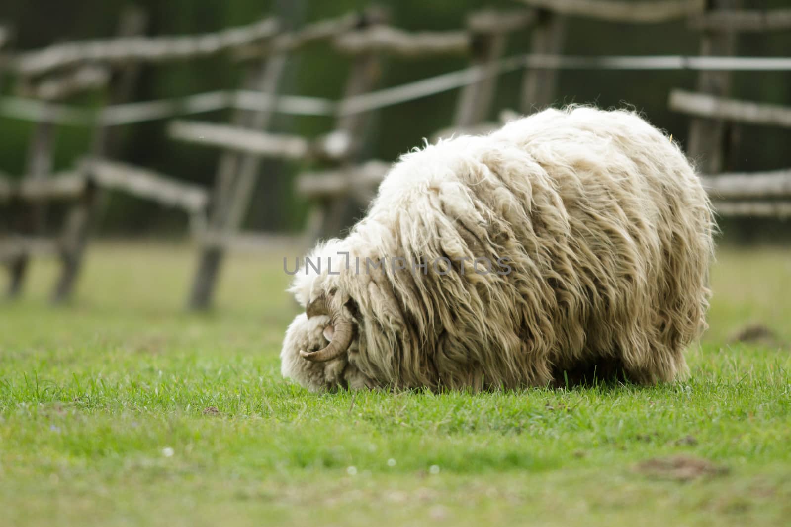 sheep on grass with blue sky, some looking at the camera