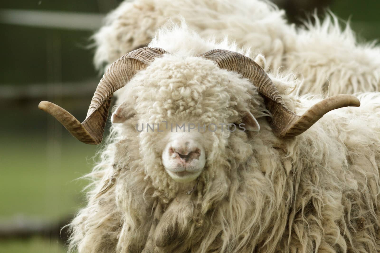 sheep on grass with blue sky, some looking at the camera