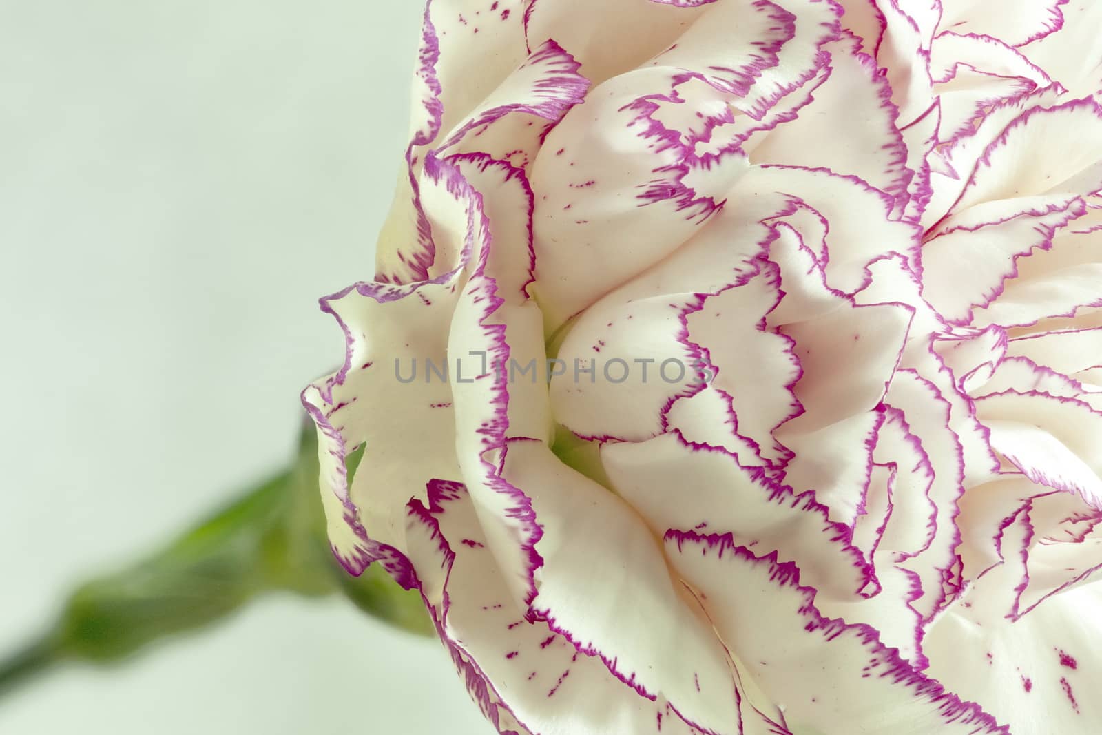 White Terry Carnation Macro shot white background