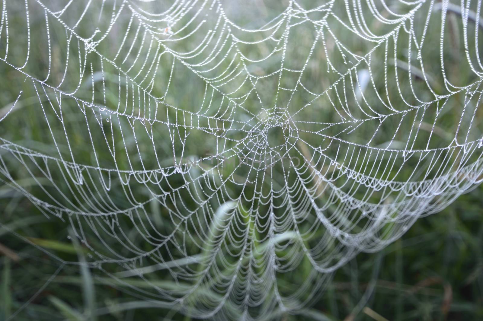 spider web with colorful background, nature series