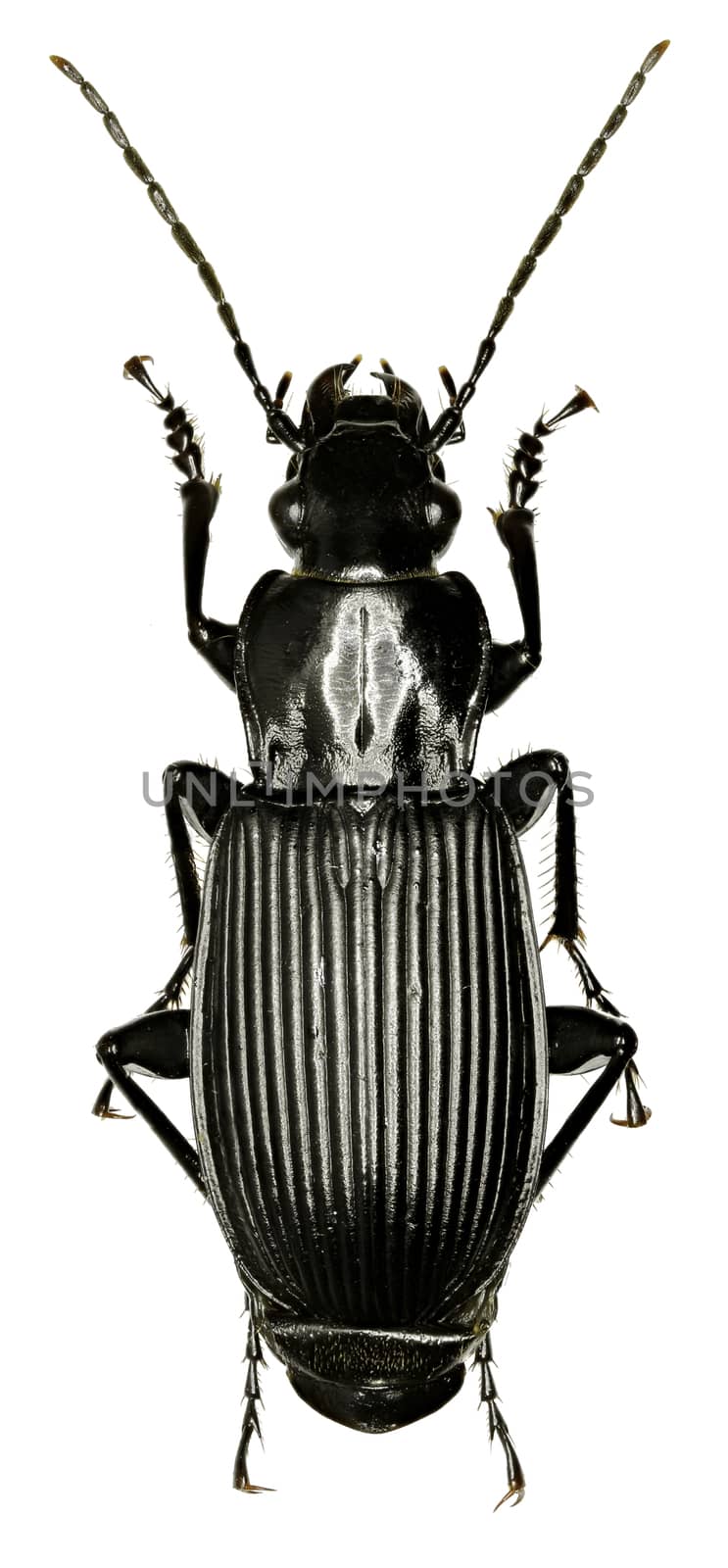 Black Ground Beetle on white Background  -  Pterostichus (Platysma) niger (Schaller, 1783)