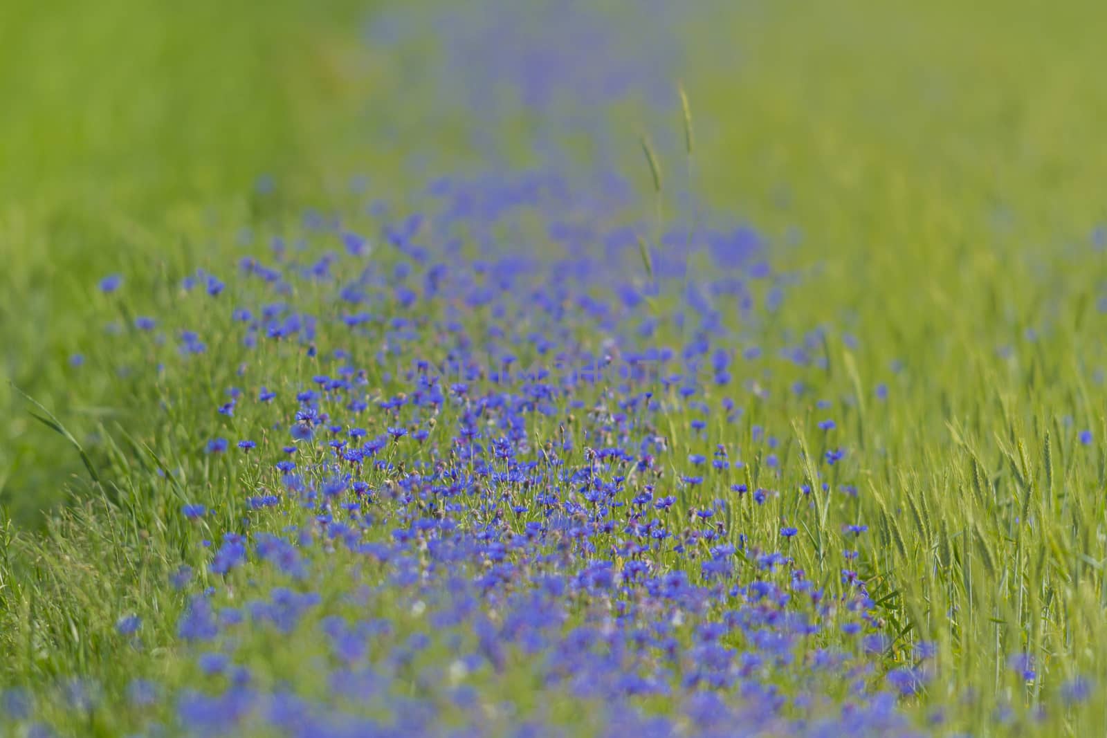plants for natural background, nature series