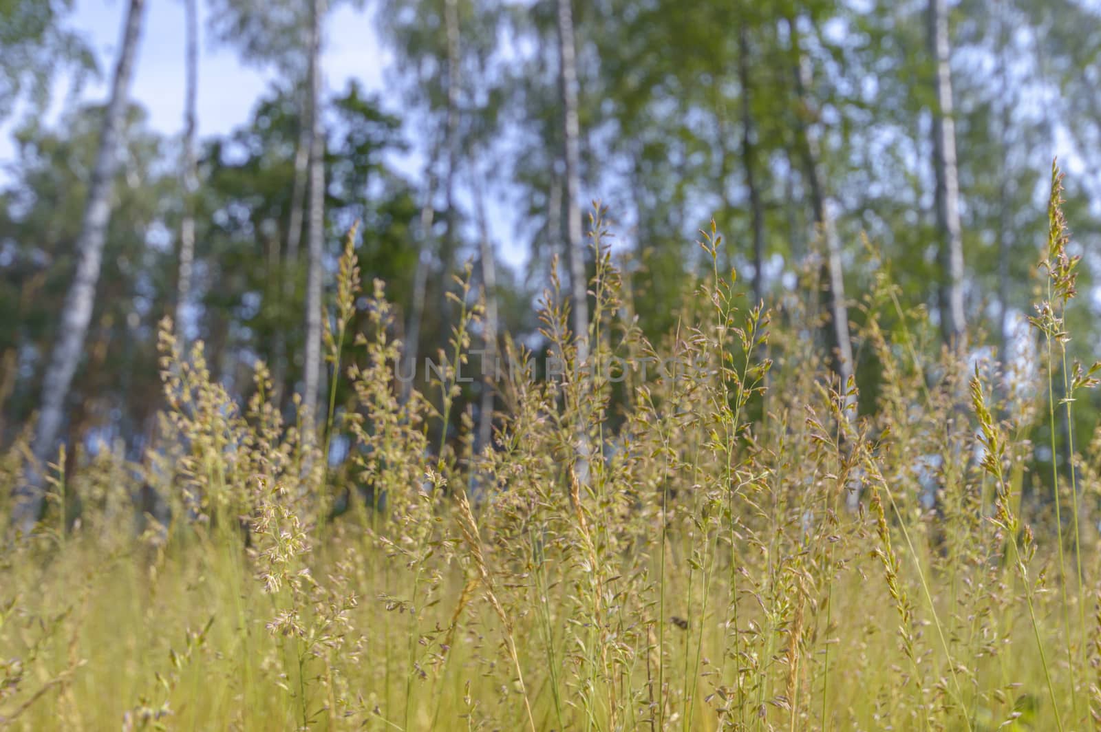 plants for natural background, nature series