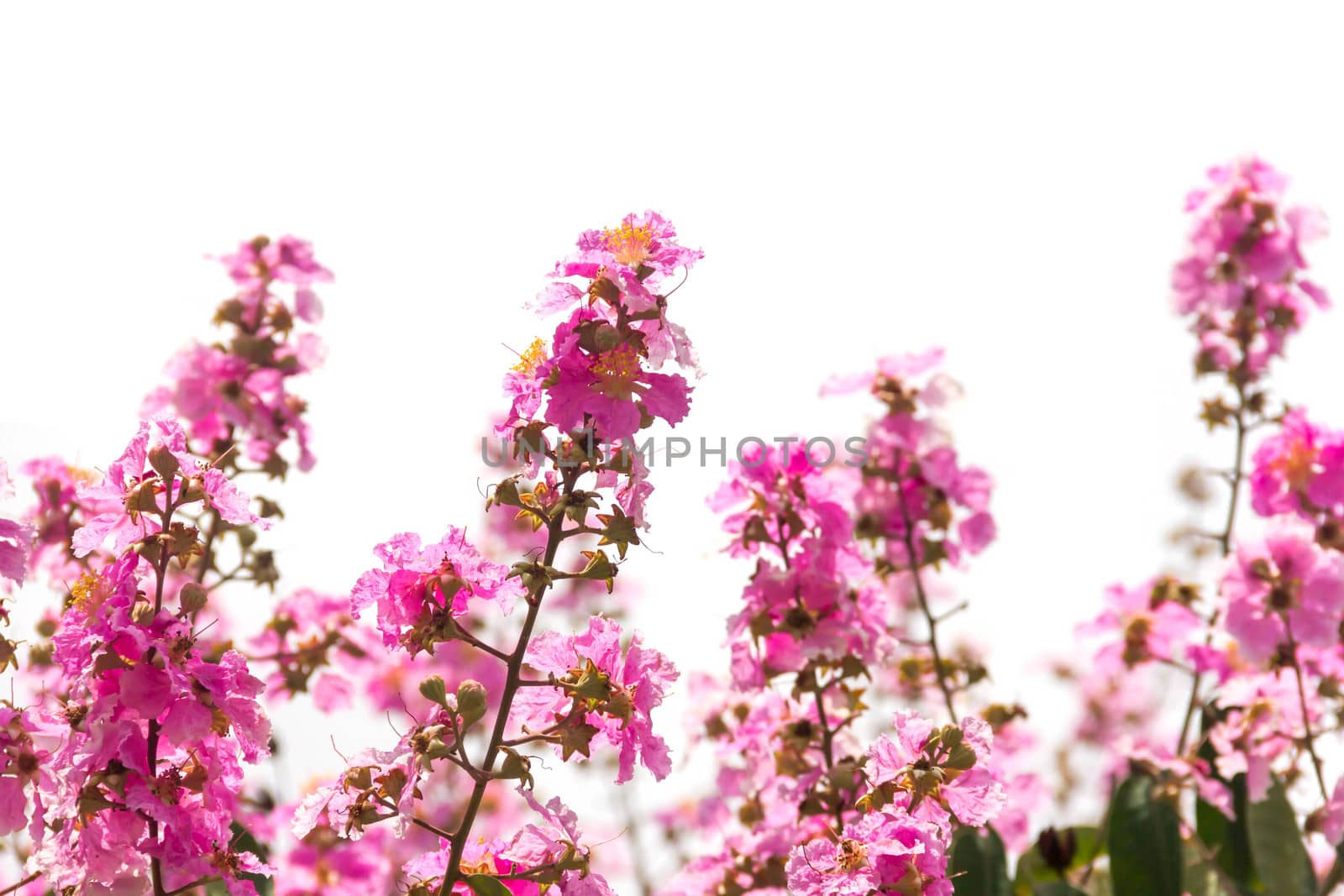 flower isolated. cherry or prunus cerasoides sakura flower by rangersmith