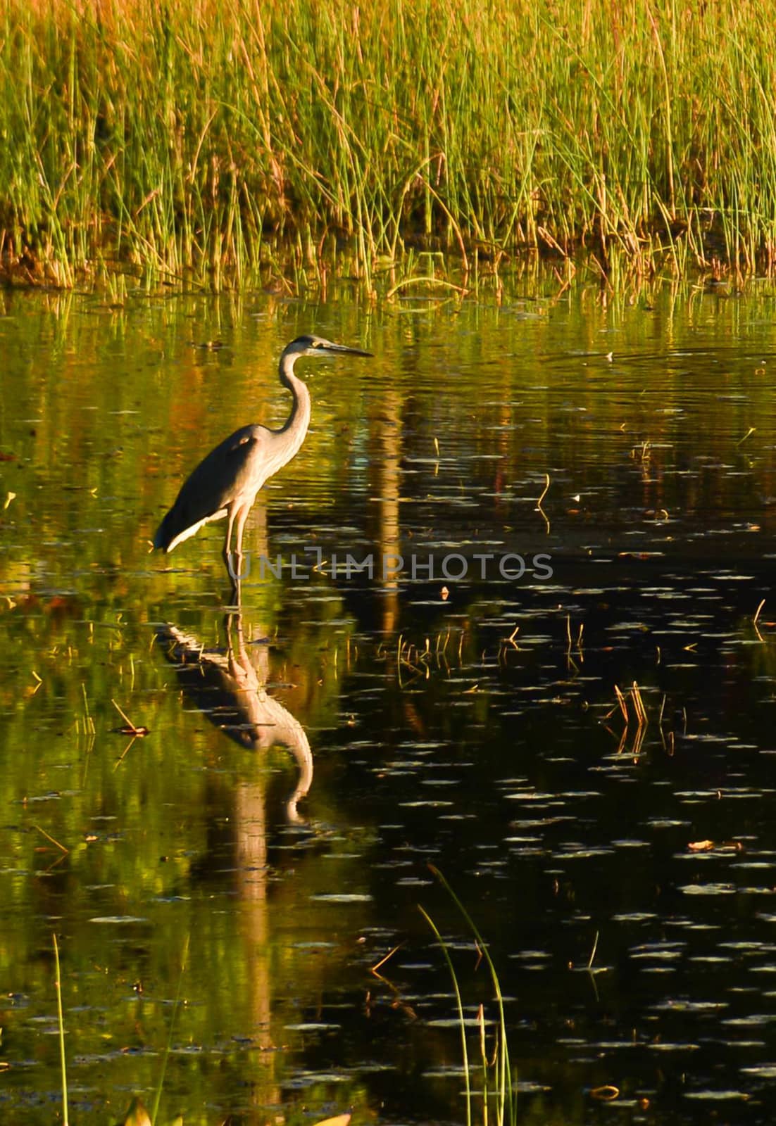 Northern Heron reflected in lake water