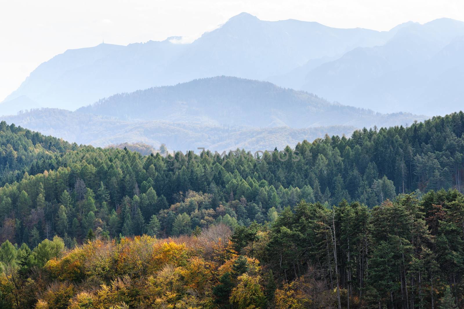 Late autumn landscape with forest and mountains