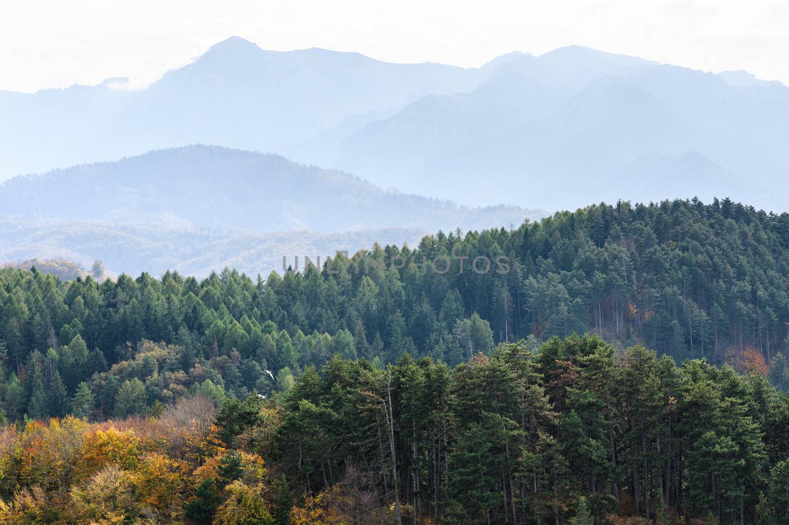 Autumn forest mountain landscape by starush