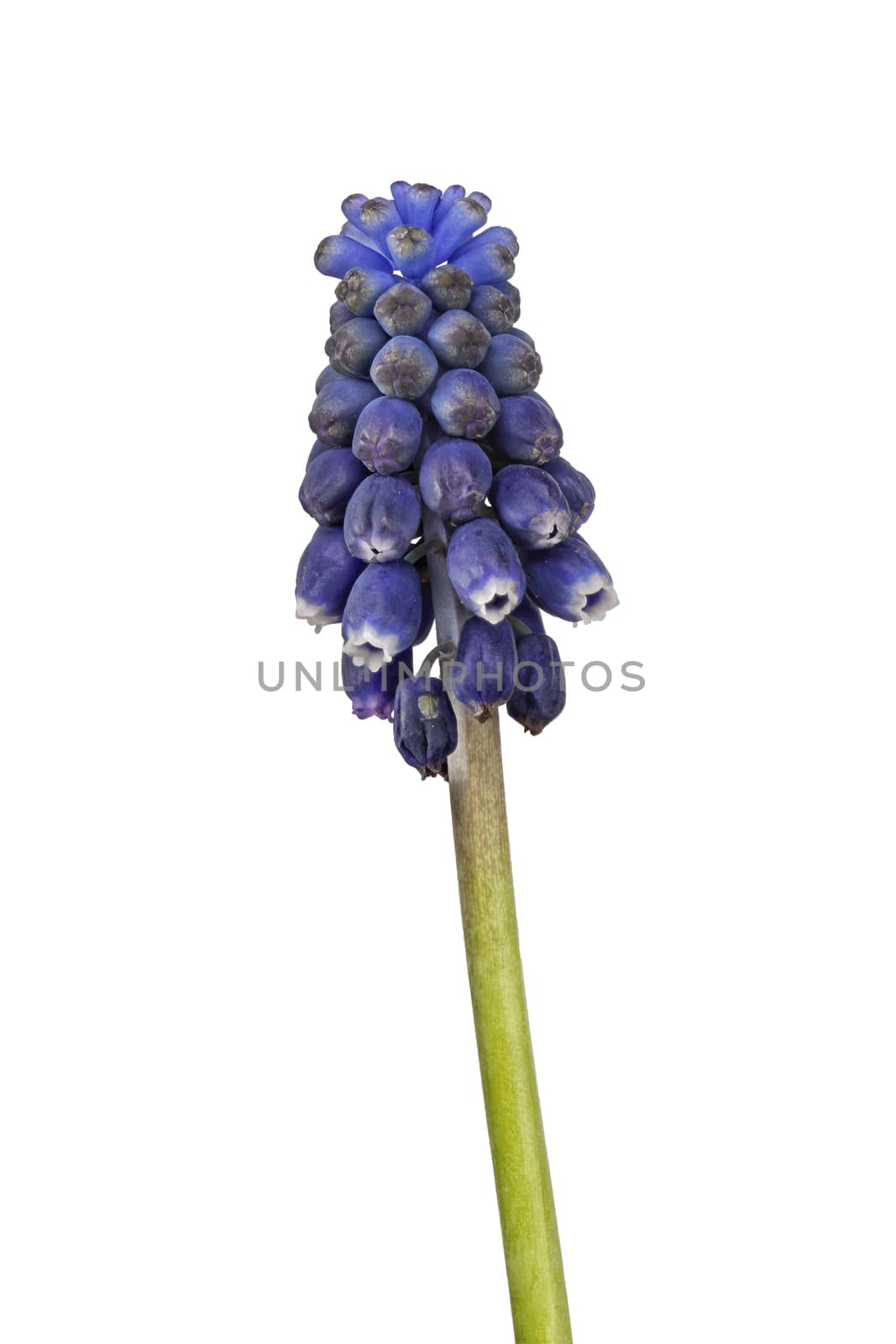Blue grape hyacinth on a white background by neryx
