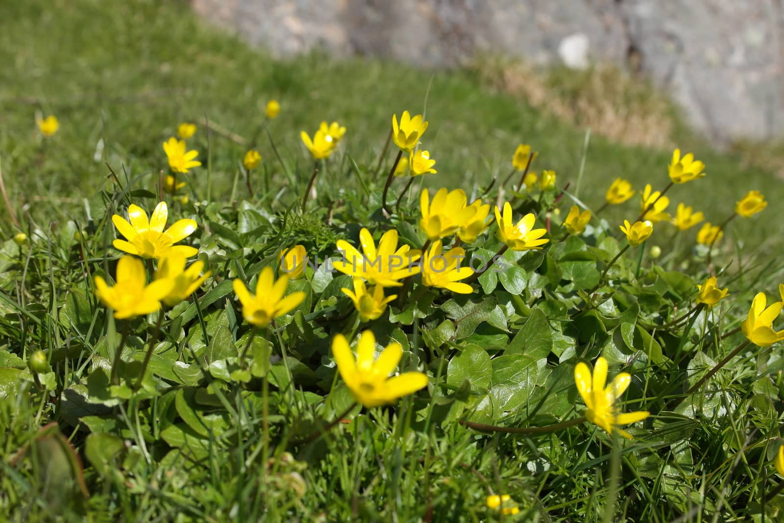 Lesser Celandine by C.Sekkingstad