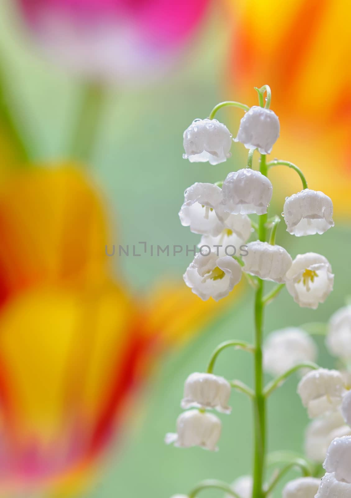 Lily of the valley (convallaria majalis) in garden