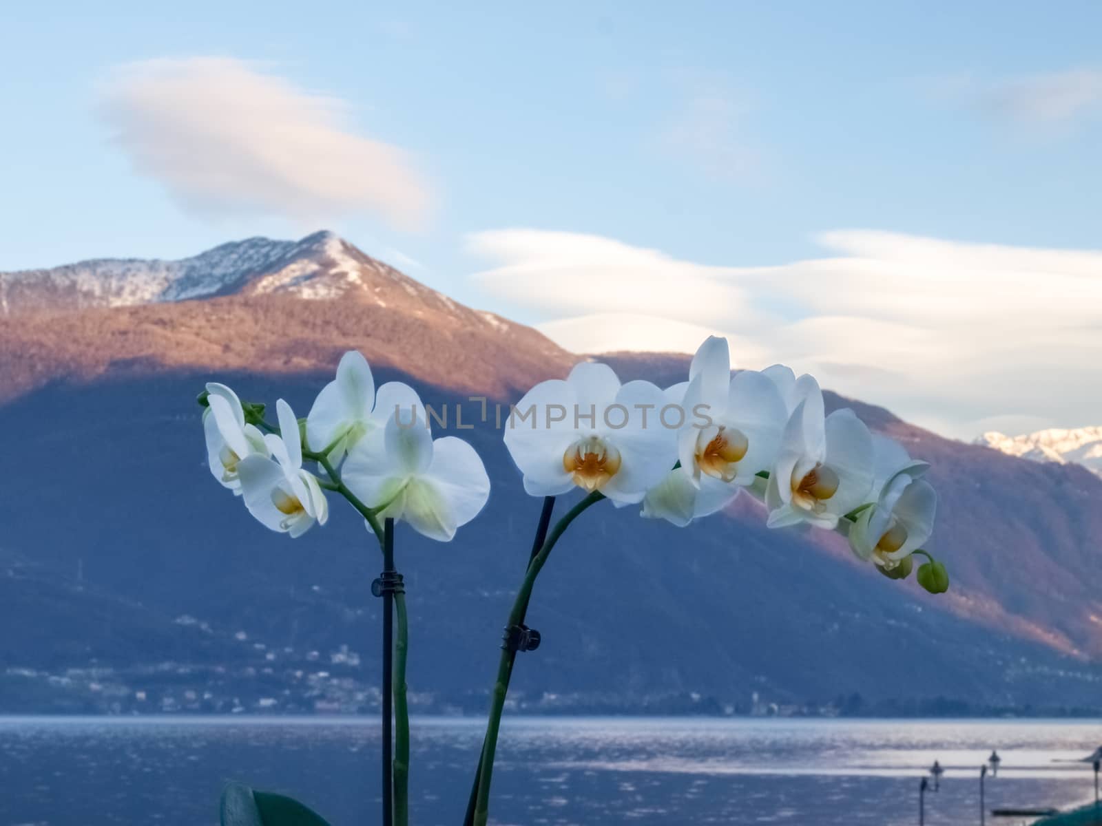 Pianello del Lario, Como - Italy: Orchids in pots and in the background the Lake Como and the mountains