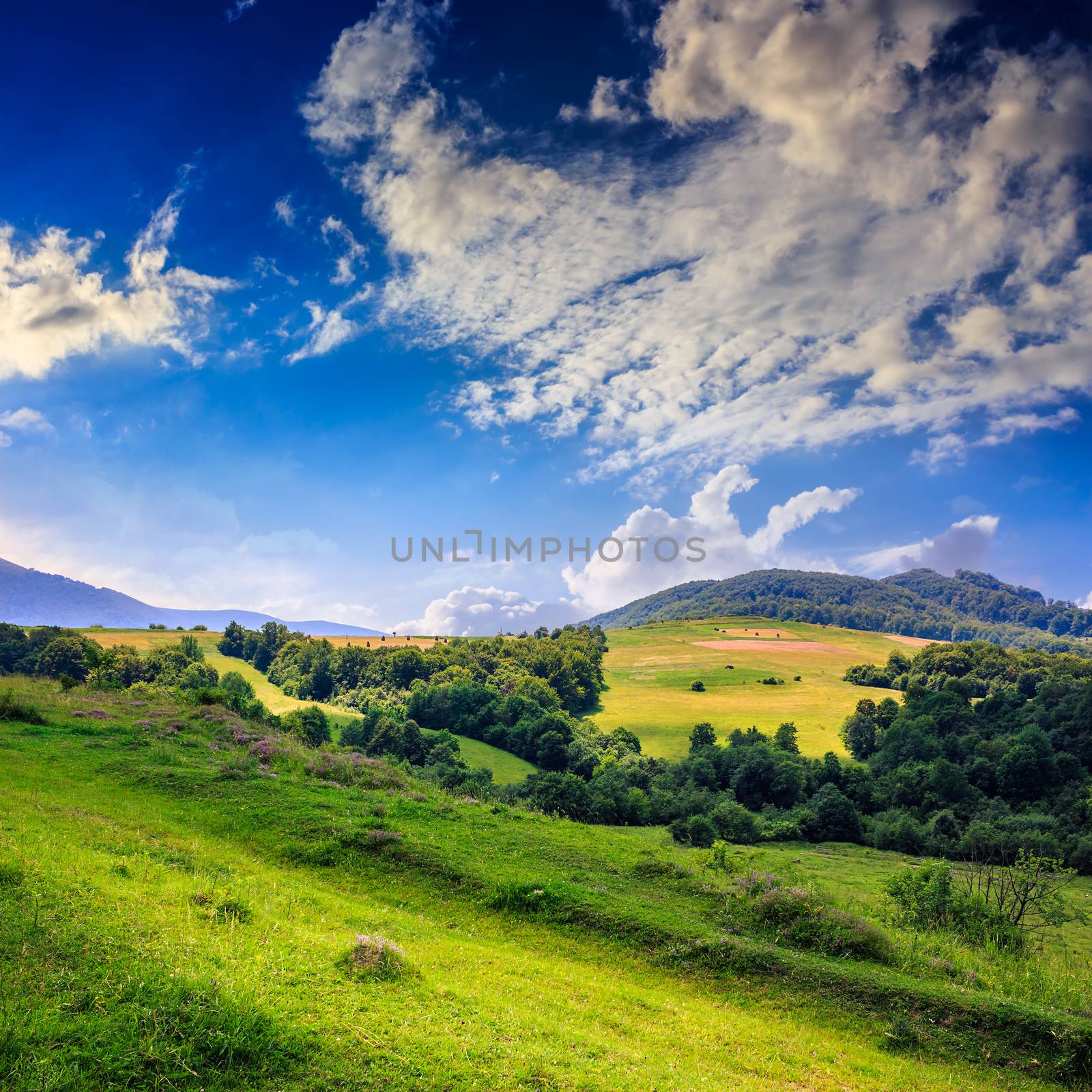  mountain steep slope in beautiful light with coniferous forest