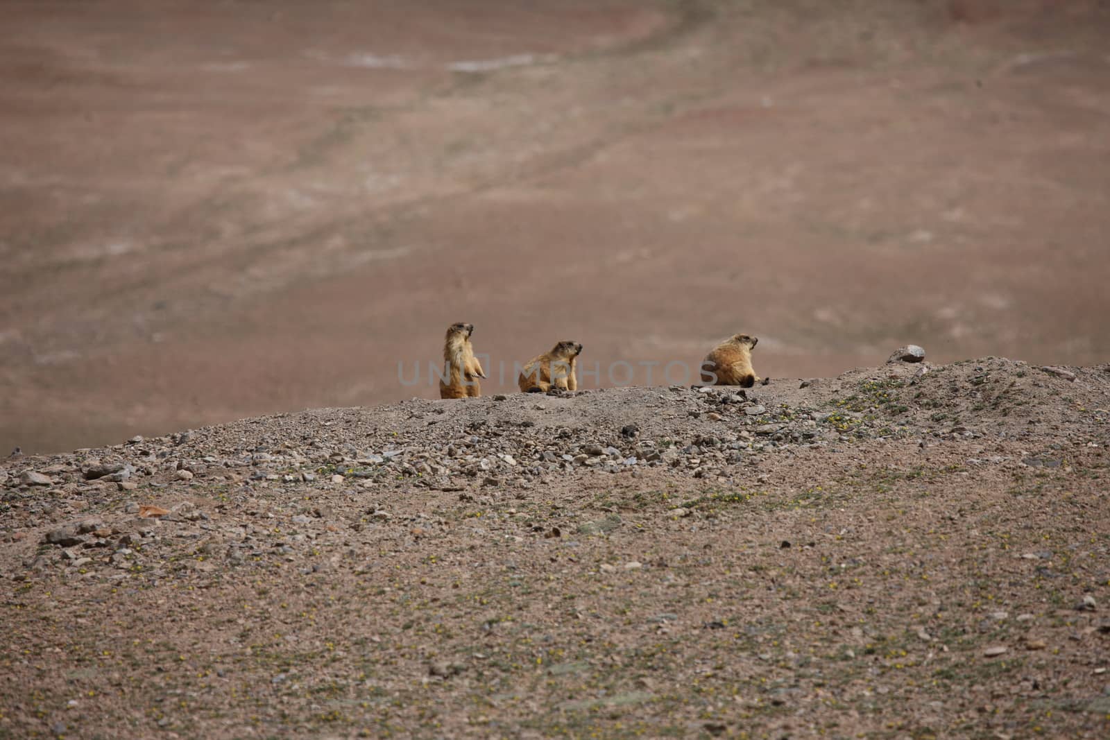 gopher small african mammal animal by desant7474