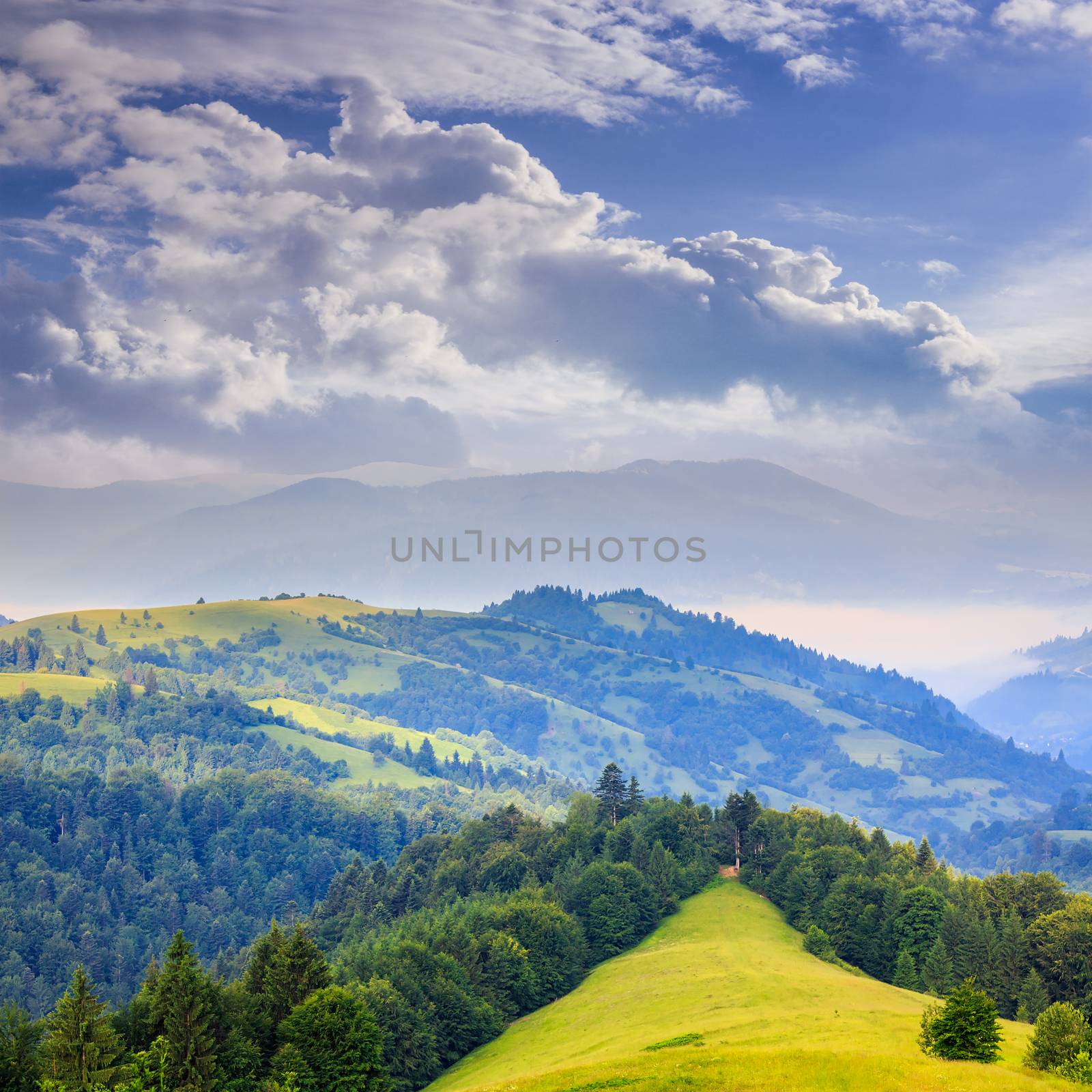 coniferous forest on a steep mountain slope by Pellinni